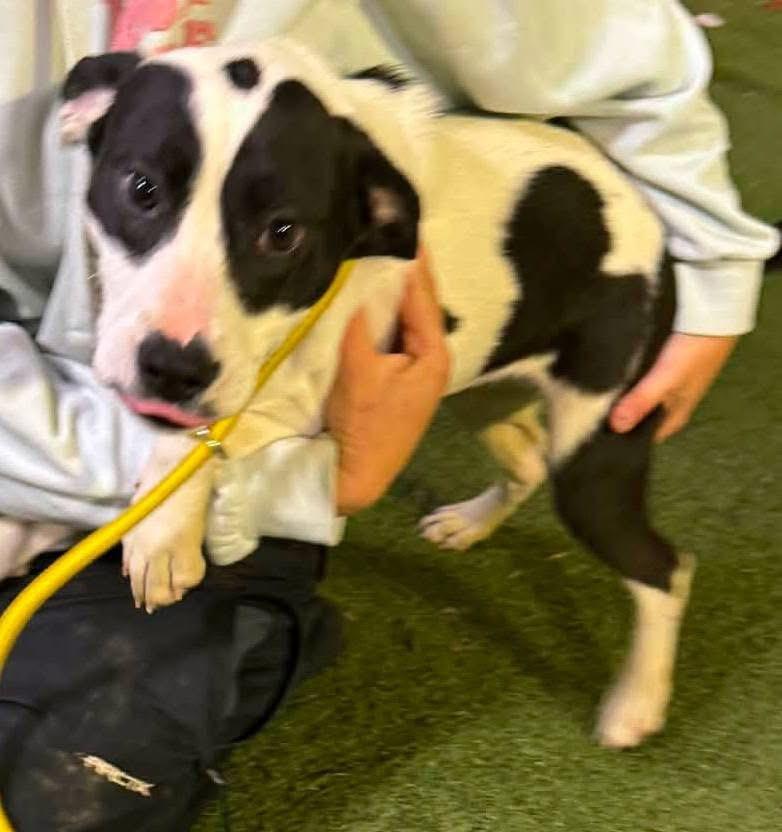 Angel — thumbnail 3