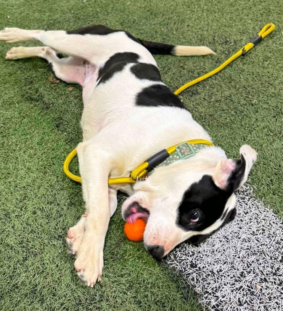 Angel — thumbnail 4