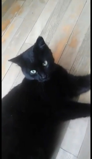 Enlarge Freya, a Adoptable Domestic Medium Hair in Verdun, QC image 1/1