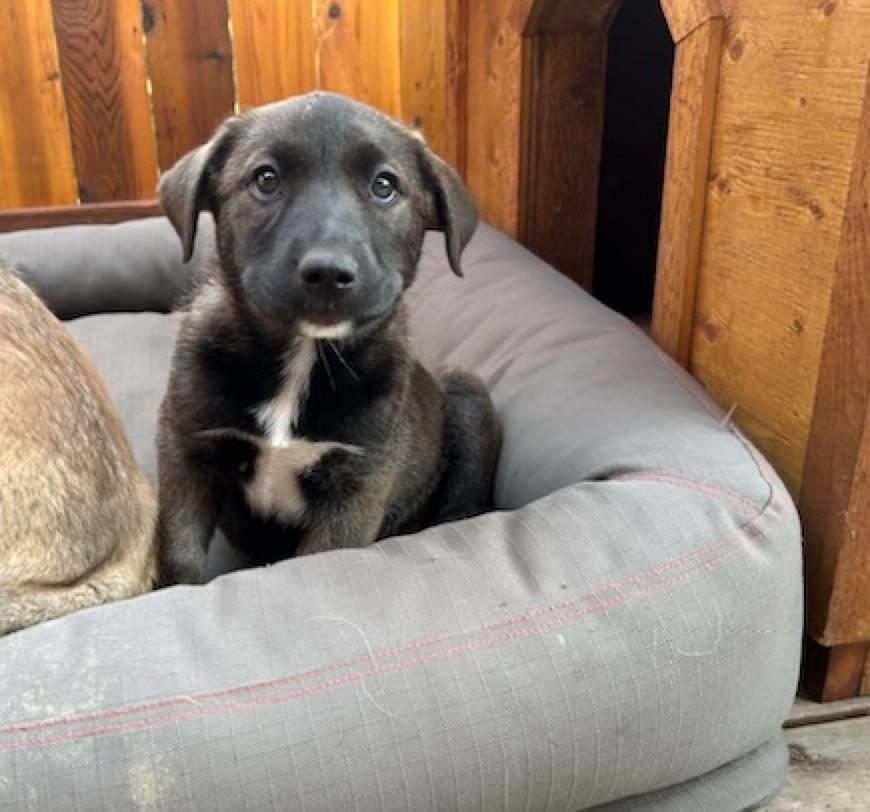 Lilianna, adoptable, Puppy Female Shepherd & Shepherd.