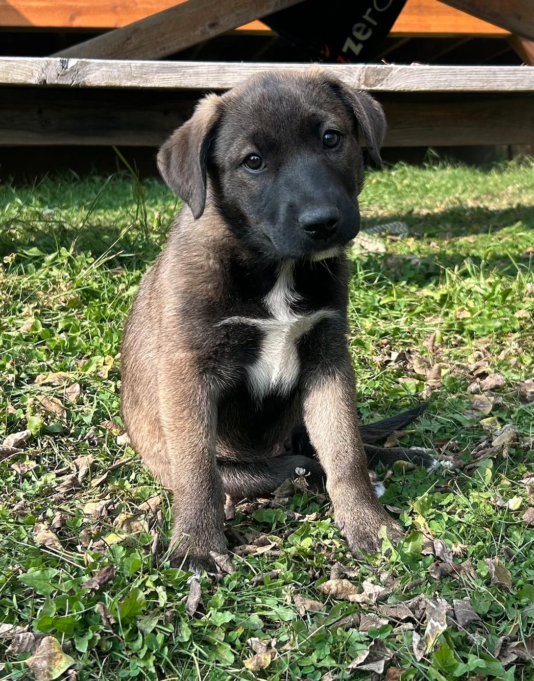Enlarge Lilianna, an adoptable mixed breed in Calgary, AB image 1/6