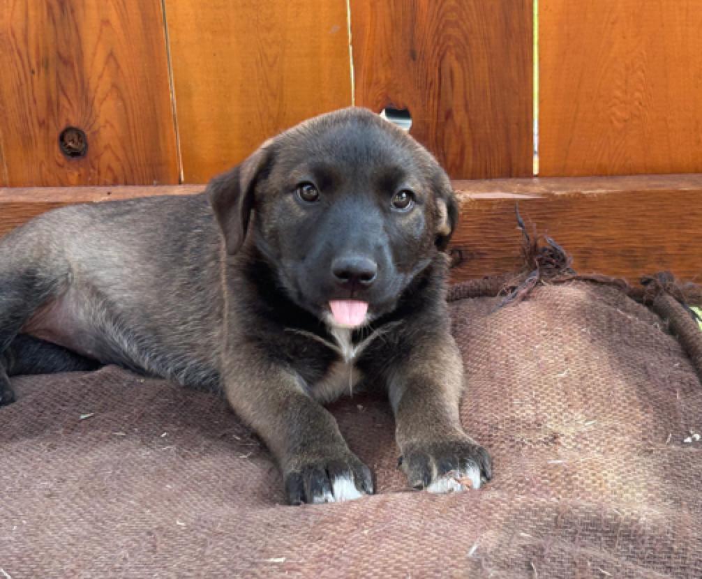 Enlarge Lilianna, an adoptable mixed breed in Calgary, AB image 3/6