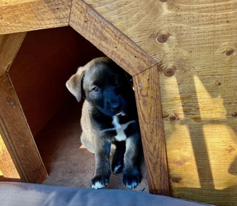 Enlarge Lilianna, an adoptable mixed breed in Calgary, AB image 4/6