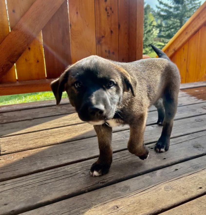 Enlarge Lilianna, an adoptable mixed breed in Calgary, AB image 5/6