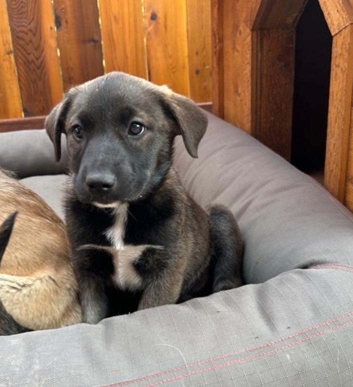 Enlarge Lilianna, an adoptable mixed breed in Calgary, AB image 6/6