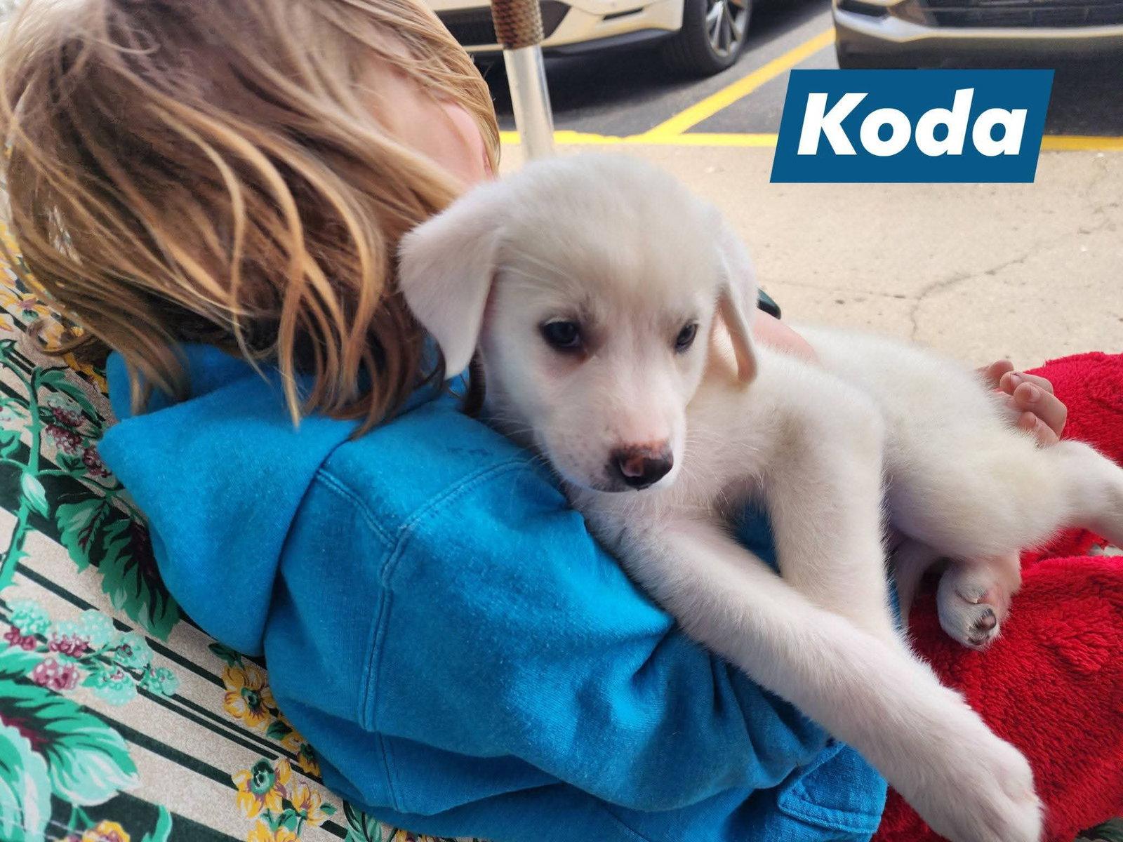 Enlarge Koda, a Adoptable Great Pyrenees in Marine City, MI image 1/3