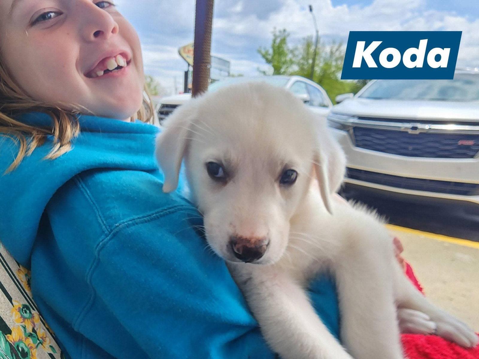 Enlarge Koda, a Adoptable Great Pyrenees in Marine City, MI image 2/3