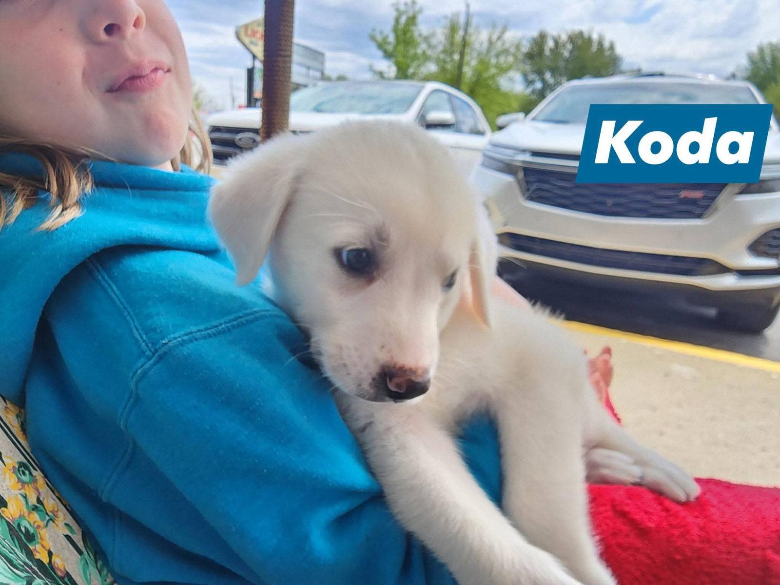 Enlarge Koda, a Adoptable Great Pyrenees in Marine City, MI image 3/3