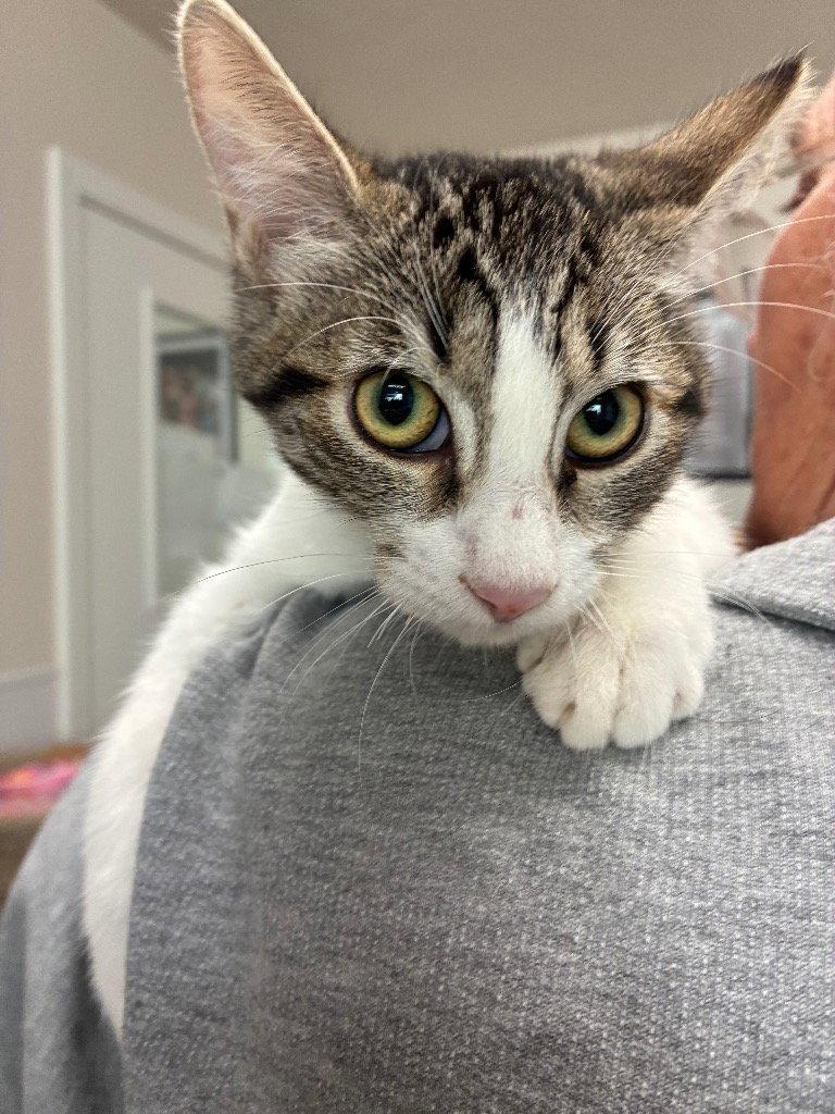 Enlarge Kitten - Wheezy, a Adoptable Domestic Short Hair in Emmett, ID image 1/1