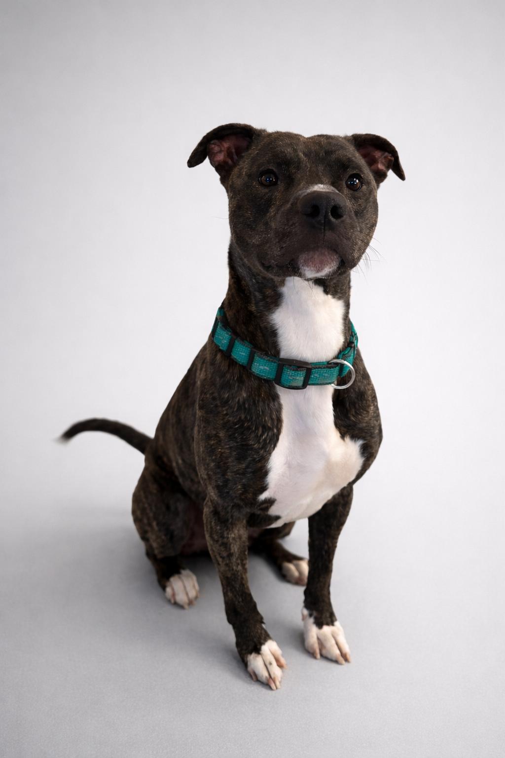 Bambino, ADOPTABLE, Adult Male Pit Bull Terrier.