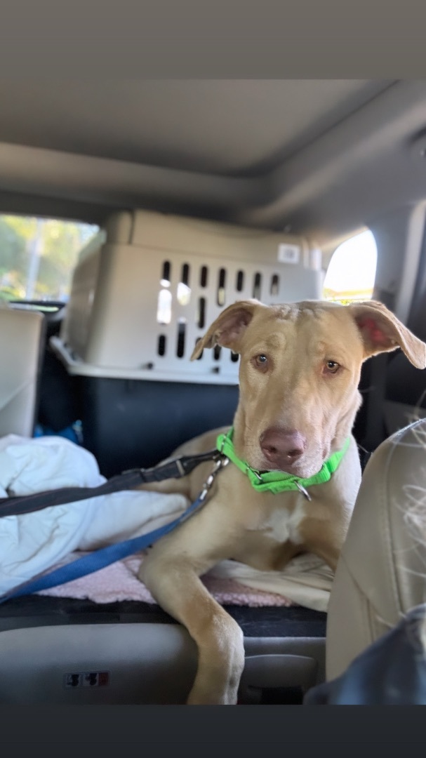 Scooby photo 3