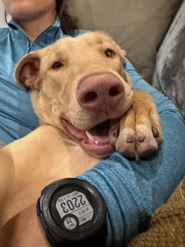 Scooby, Baby Male Weimaraner