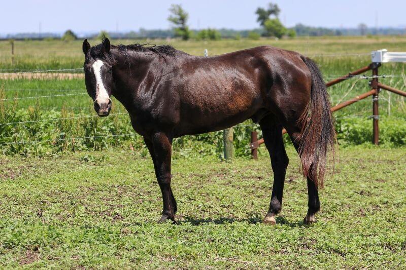 Simon, Adoptable, Adult Female Thoroughbred.