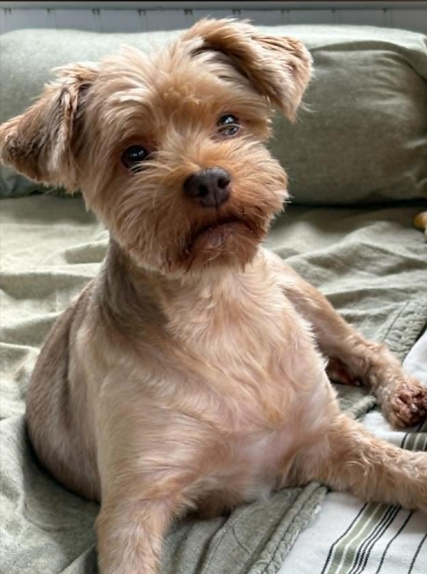 CiCi, a ADOPTABLE mixed breed in Eutawville, SC image 2/2