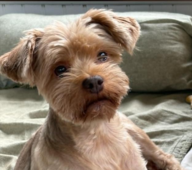 CiCi, ADOPTABLE, Adult Female Yorkshire Terrier.