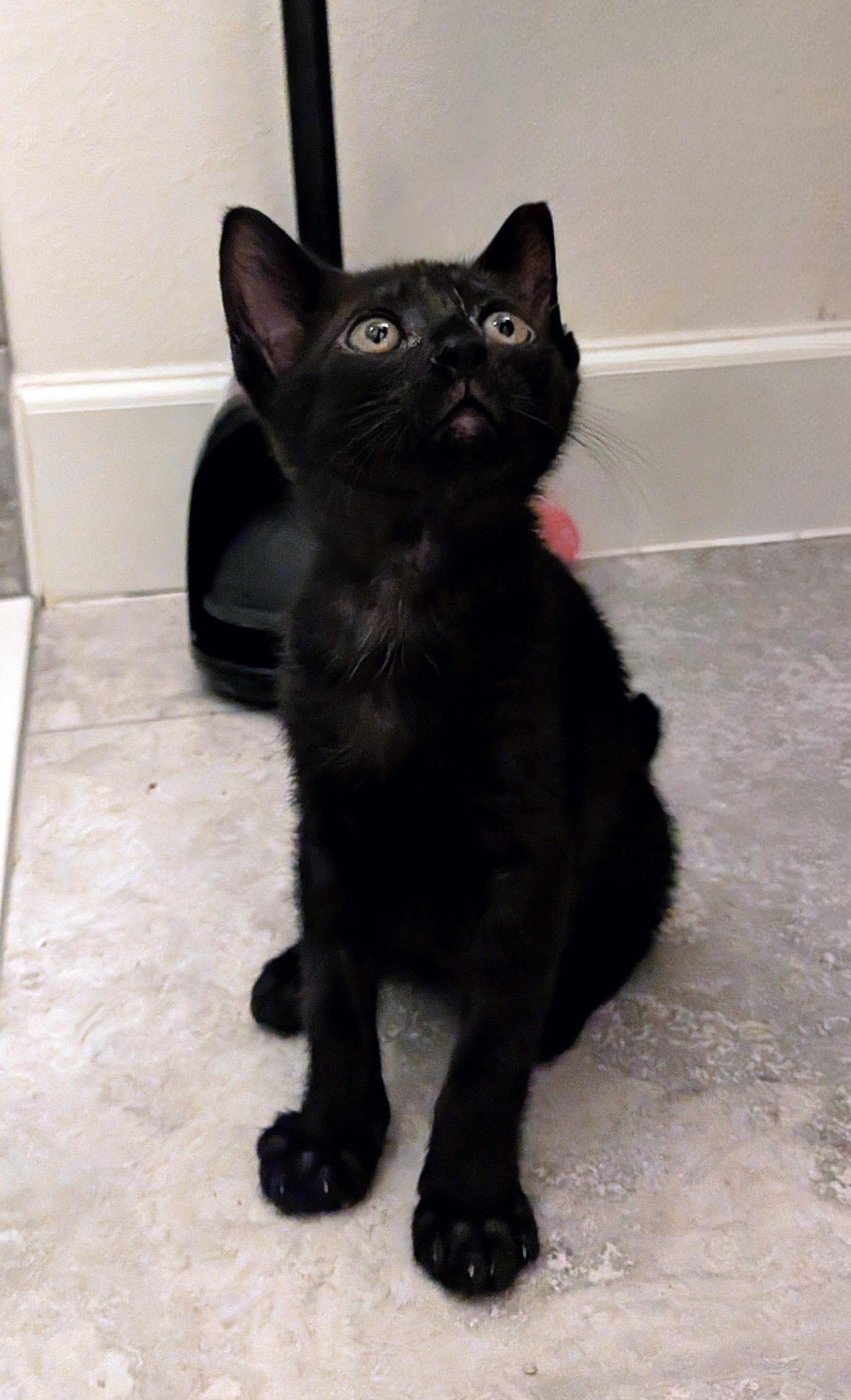 Enlarge Jim (1058), a Adopted Domestic Short Hair in Wesley Chapel, FL image 1/1
