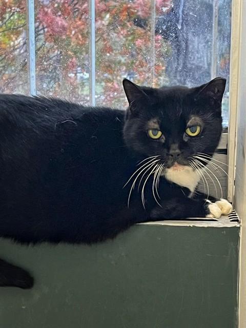 ELSA, Adoptable, Adult Female Domestic Short Hair.