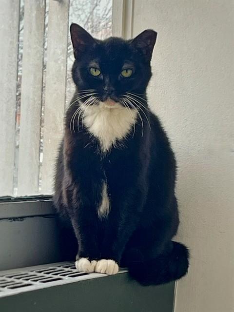 ELSA, Adoptable, Adult Female Domestic Short Hair.