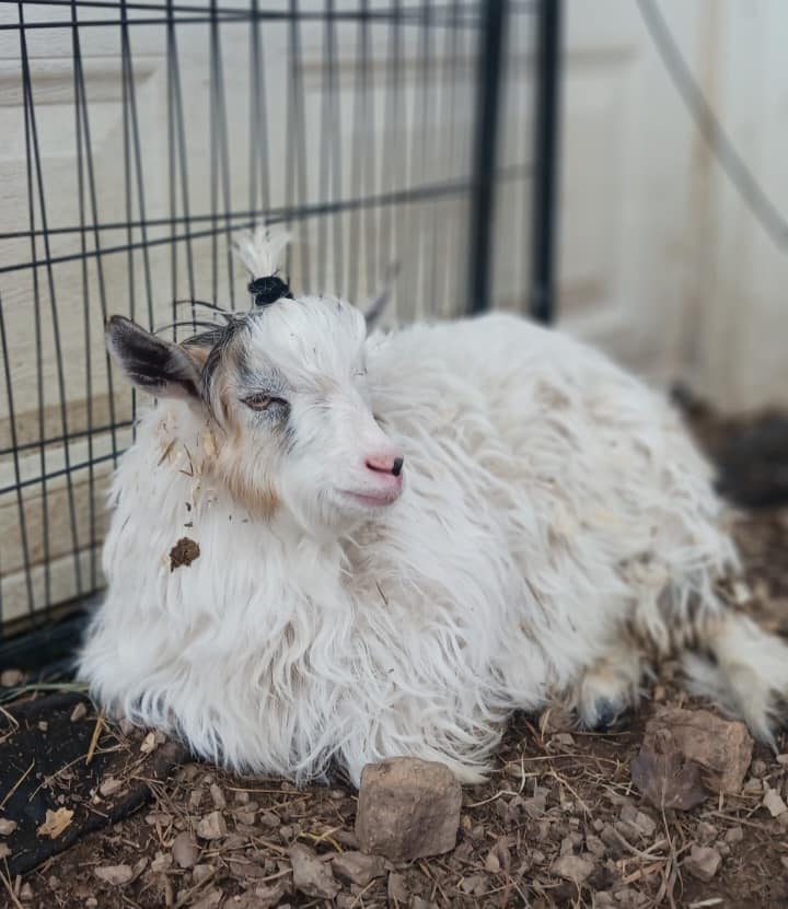 Enlarge Miniature Silkie Fainting Goats, a Adopted Myotonic / Fainting in Dresher, PA image 4/6