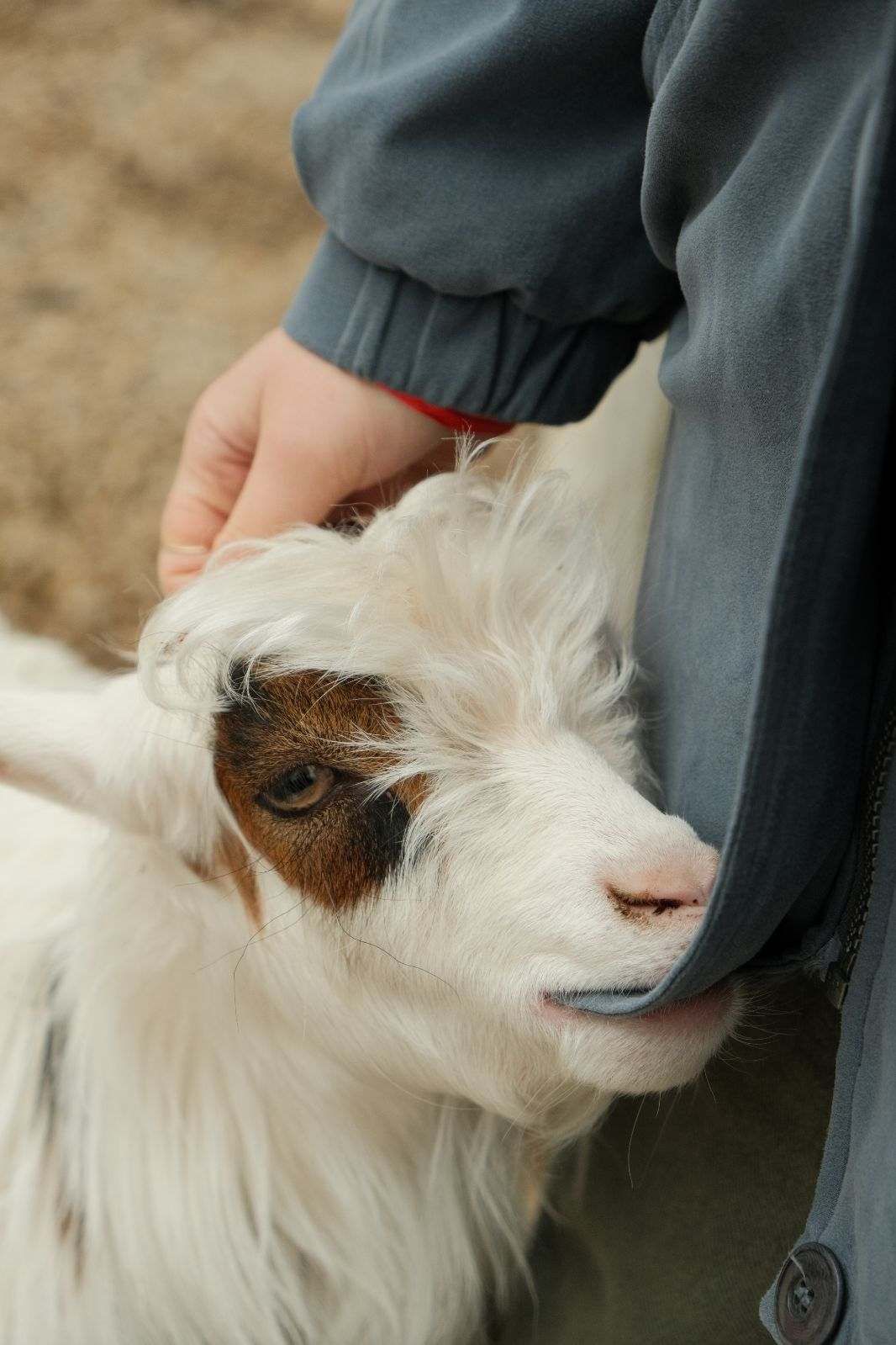 Enlarge Miniature Silkie Fainting Goats, a Adopted Myotonic / Fainting in Dresher, PA image 2/6