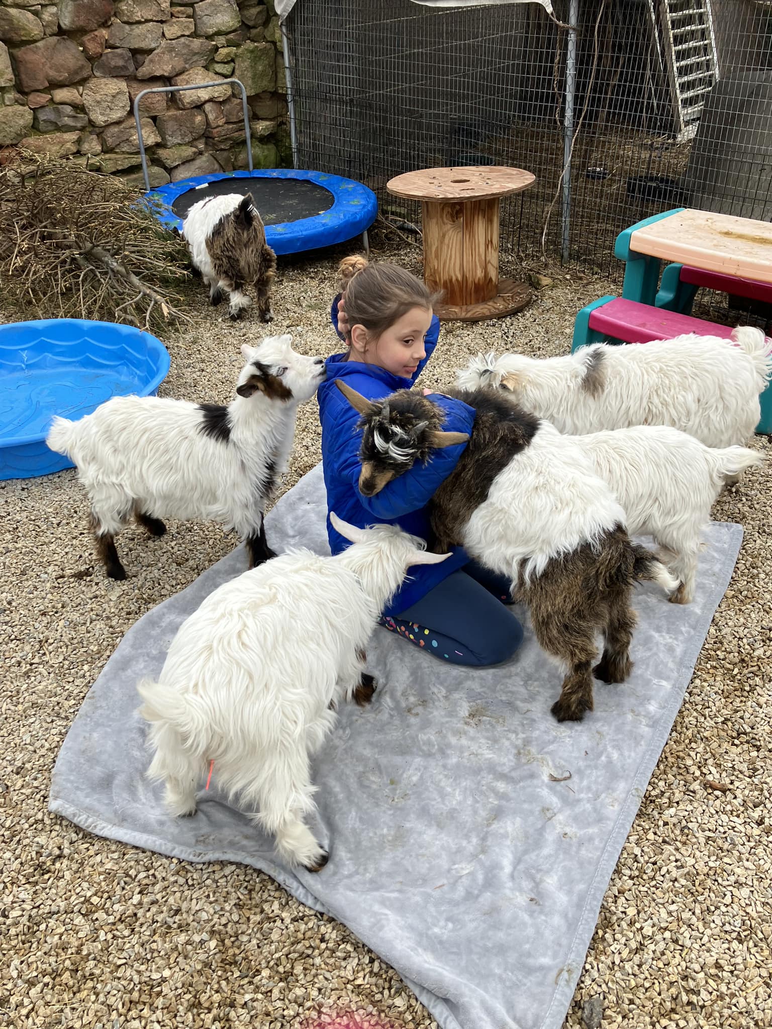 Enlarge Miniature Silkie Fainting Goats, a Adopted Myotonic / Fainting in Dresher, PA image 5/6