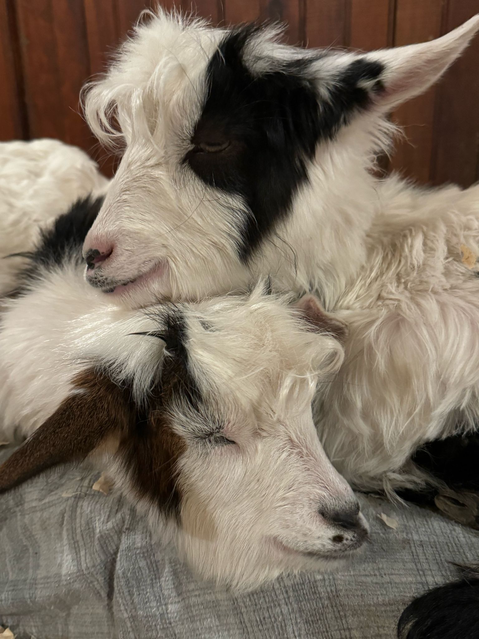 Enlarge Miniature Silkie Fainting Goats, a Adopted Myotonic / Fainting in Dresher, PA image 3/6