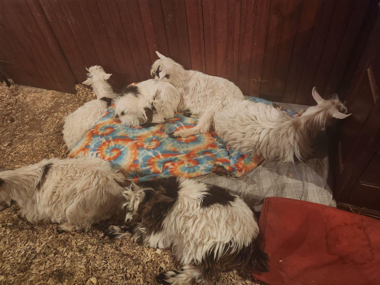 Enlarge Miniature Silkie Fainting Goats, a Adopted Myotonic / Fainting in Dresher, PA image 6/6