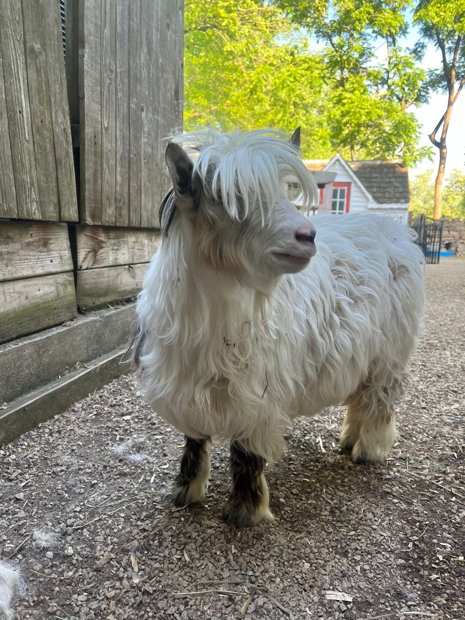 Enlarge Miniature Silkie Fainting Goats, a Adopted Myotonic / Fainting in Dresher, PA image 1/6
