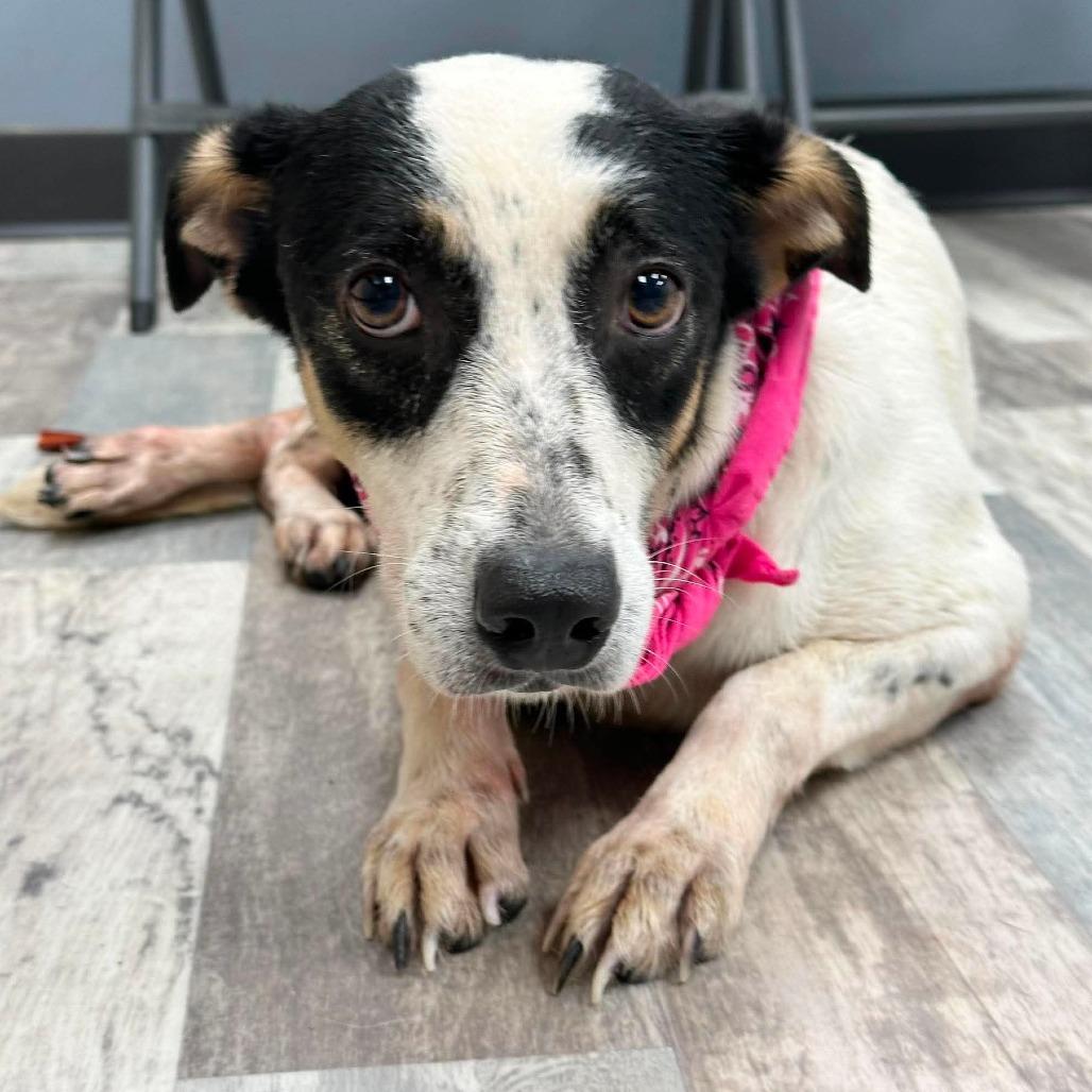 Enlarge Chasie, a Adoptable mixed breed in Lufkin, TX image 1/3
