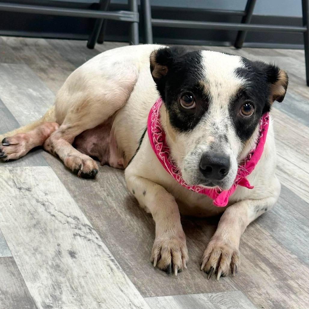 Enlarge Chasie, a Adoptable mixed breed in Lufkin, TX image 2/3