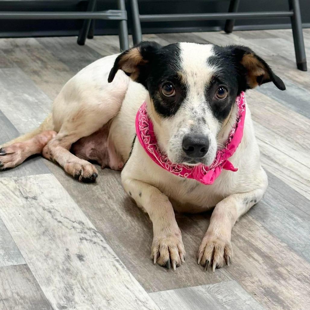 Enlarge Chasie, a Adoptable mixed breed in Lufkin, TX image 3/3