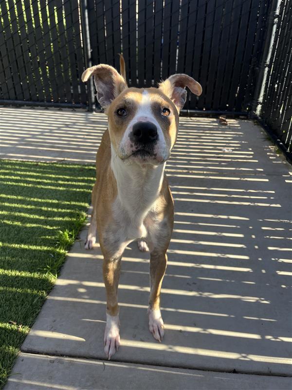 Paige, a Adoptable Pit Bull Terrier in Elk Grove, CA image 1/2