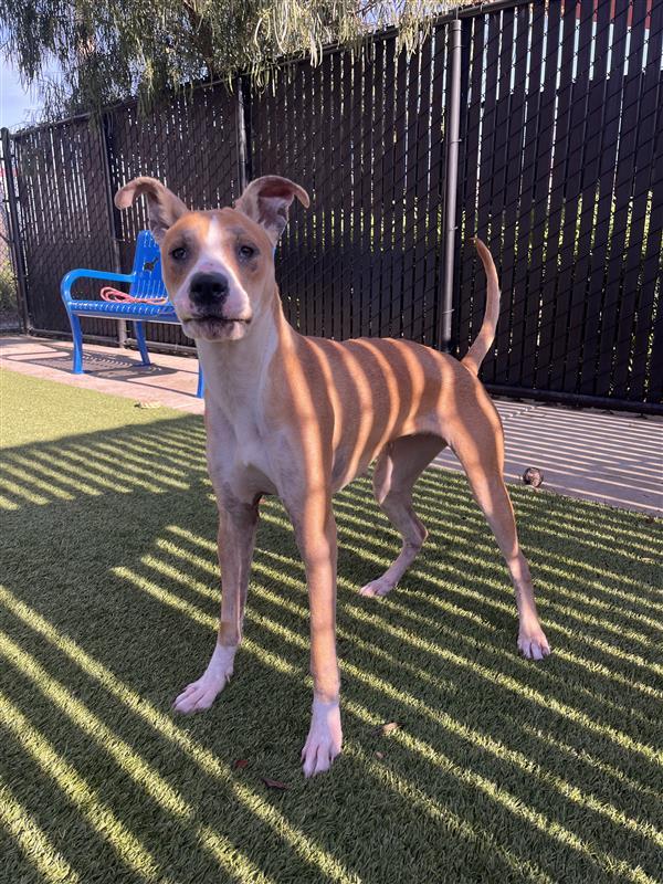 Paige, a Adoptable Pit Bull Terrier in Elk Grove, CA image 2/2