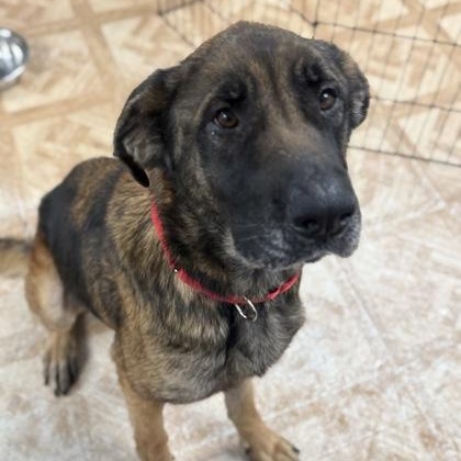 Enlarge Megara, a ADOPTABLE German Shepherd Dog in Worcester, MA image 1/2
