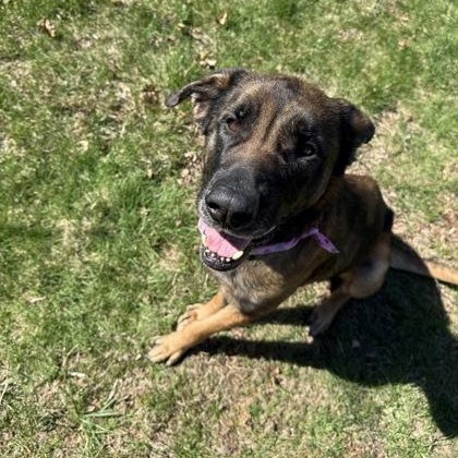 Enlarge Megara, a ADOPTABLE German Shepherd Dog in Worcester, MA image 2/2