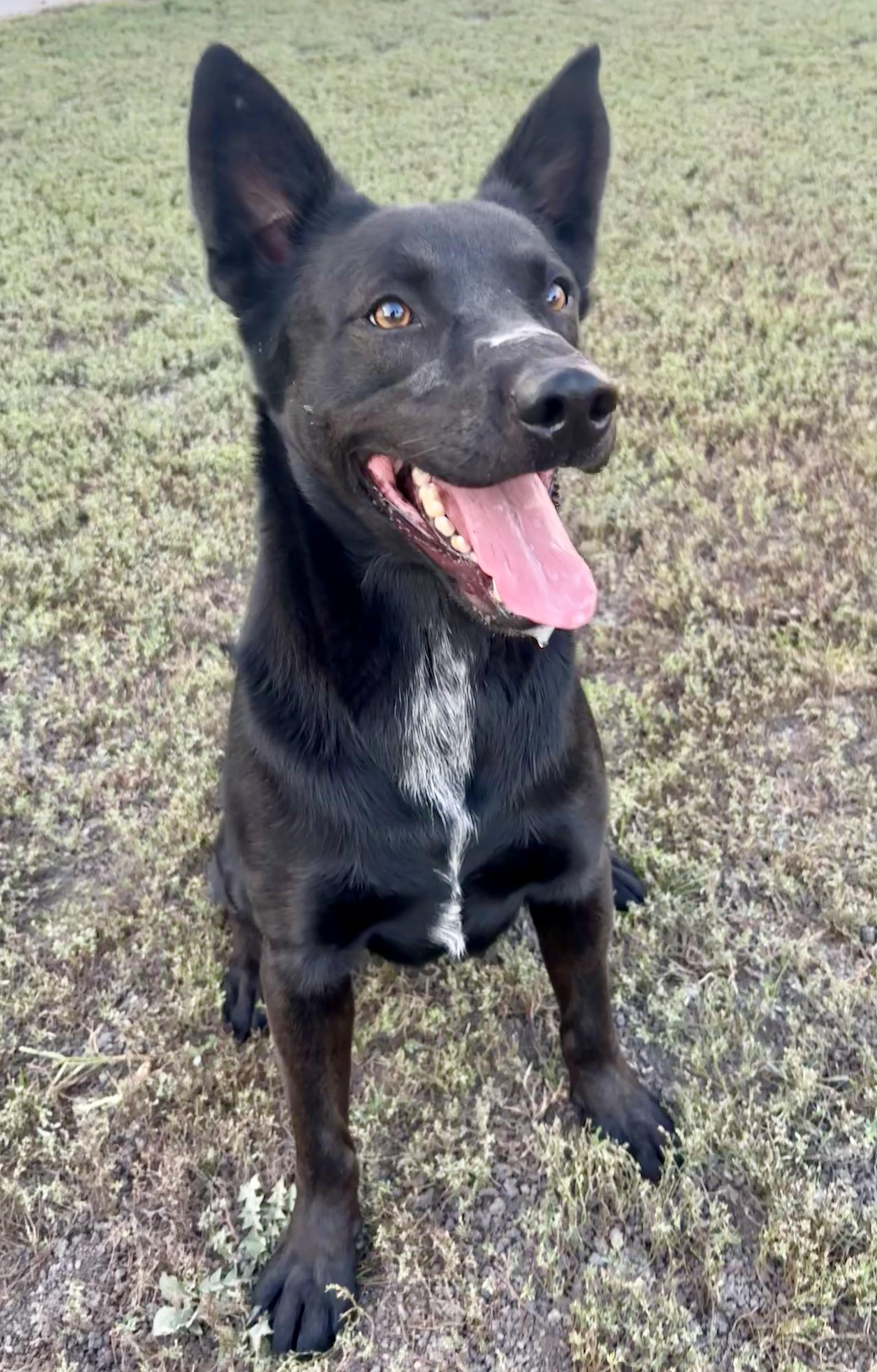 Jax, a Adoptable German Shepherd Dog in Shenandoah, IA image 3/3