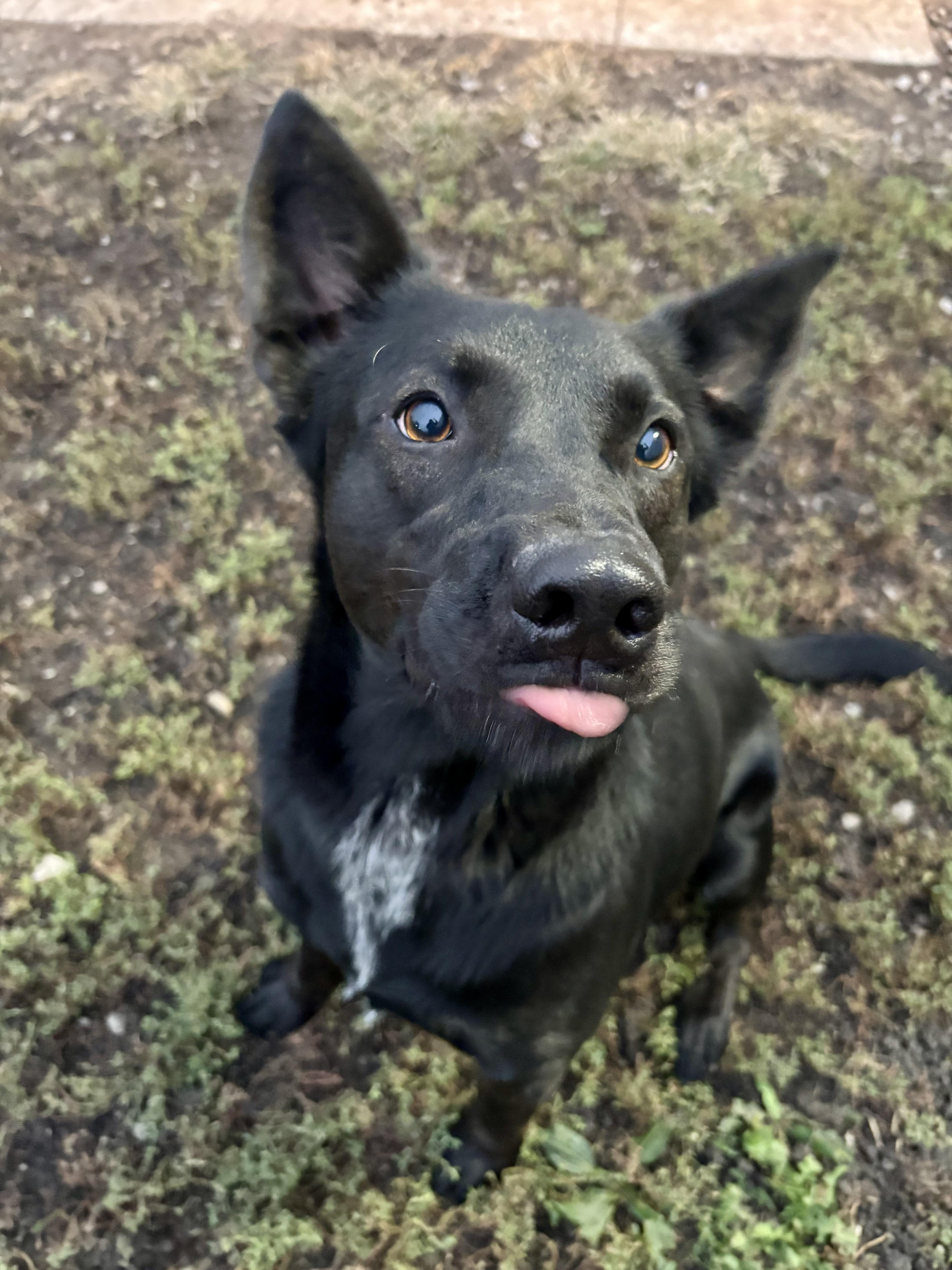 Jax, Adoptable, Adult Male German Shepherd Dog.