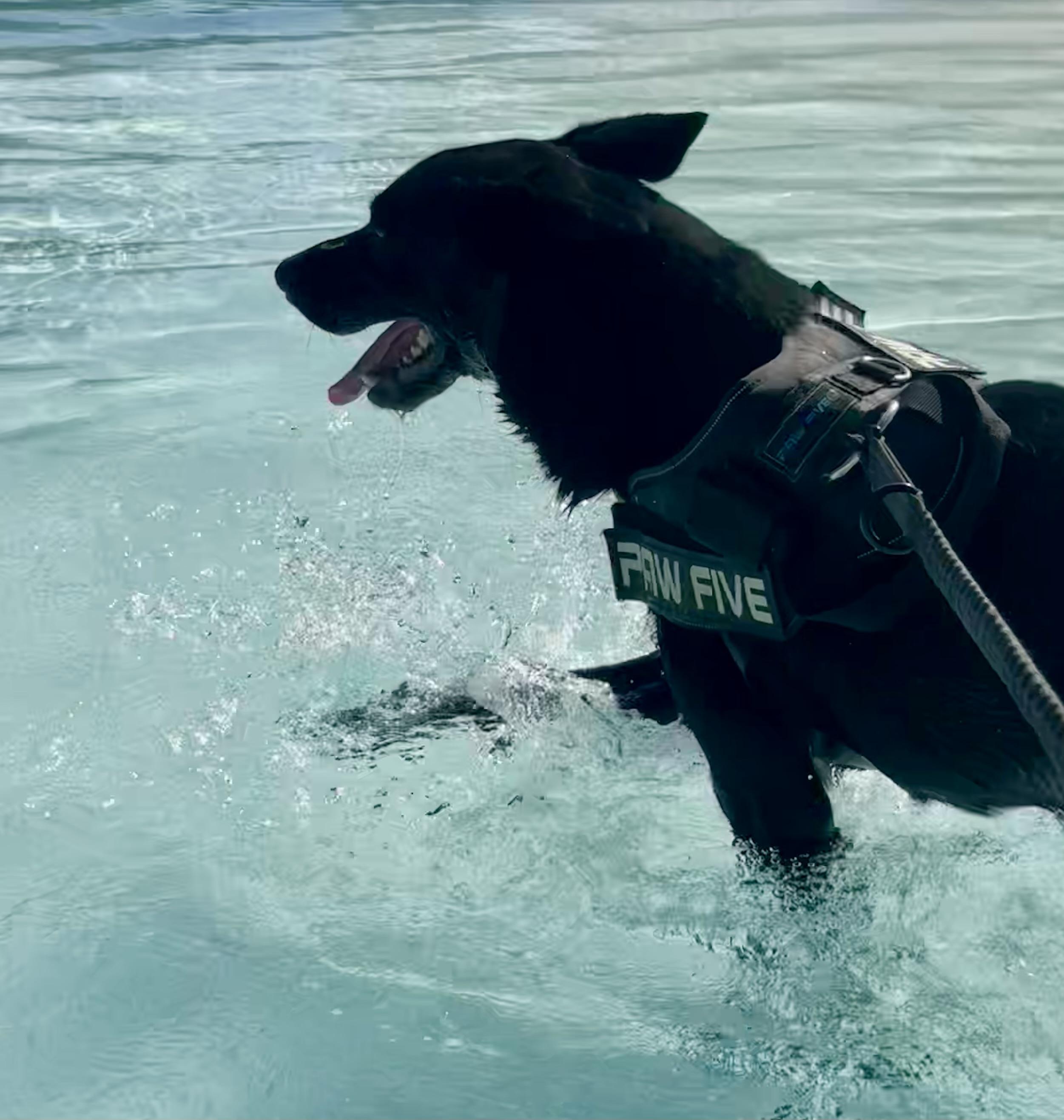 Jax, a Adoptable German Shepherd Dog in Shenandoah, IA image 2/3