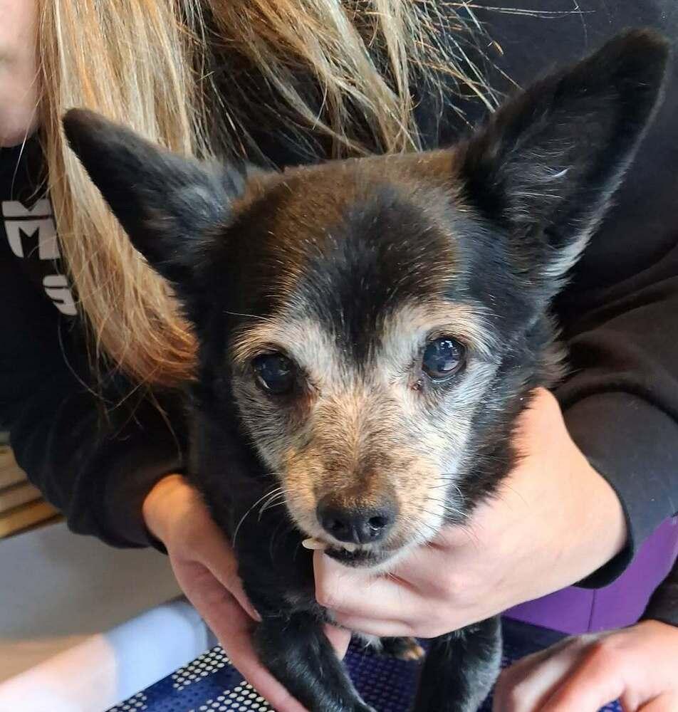 Snaggle, Adoptable, Senior Male Chihuahua.
