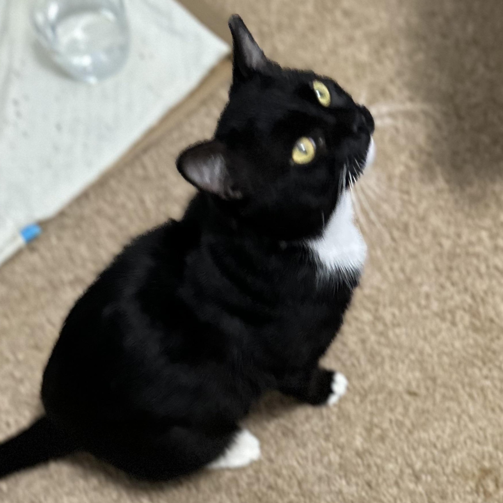 Socks, a Adoptable American Shorthair image 2/5