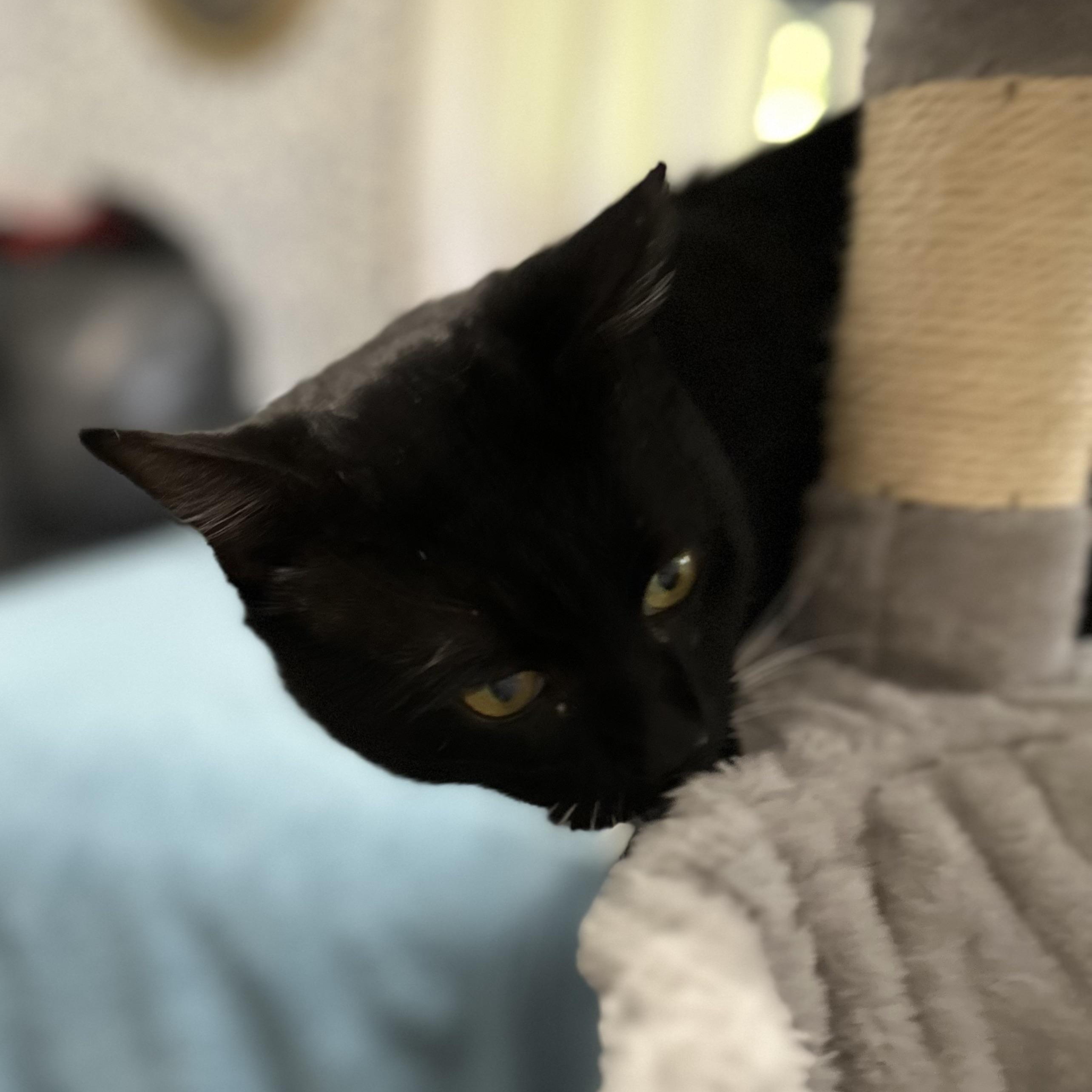 Socks, a Adoptable American Shorthair image 5/5