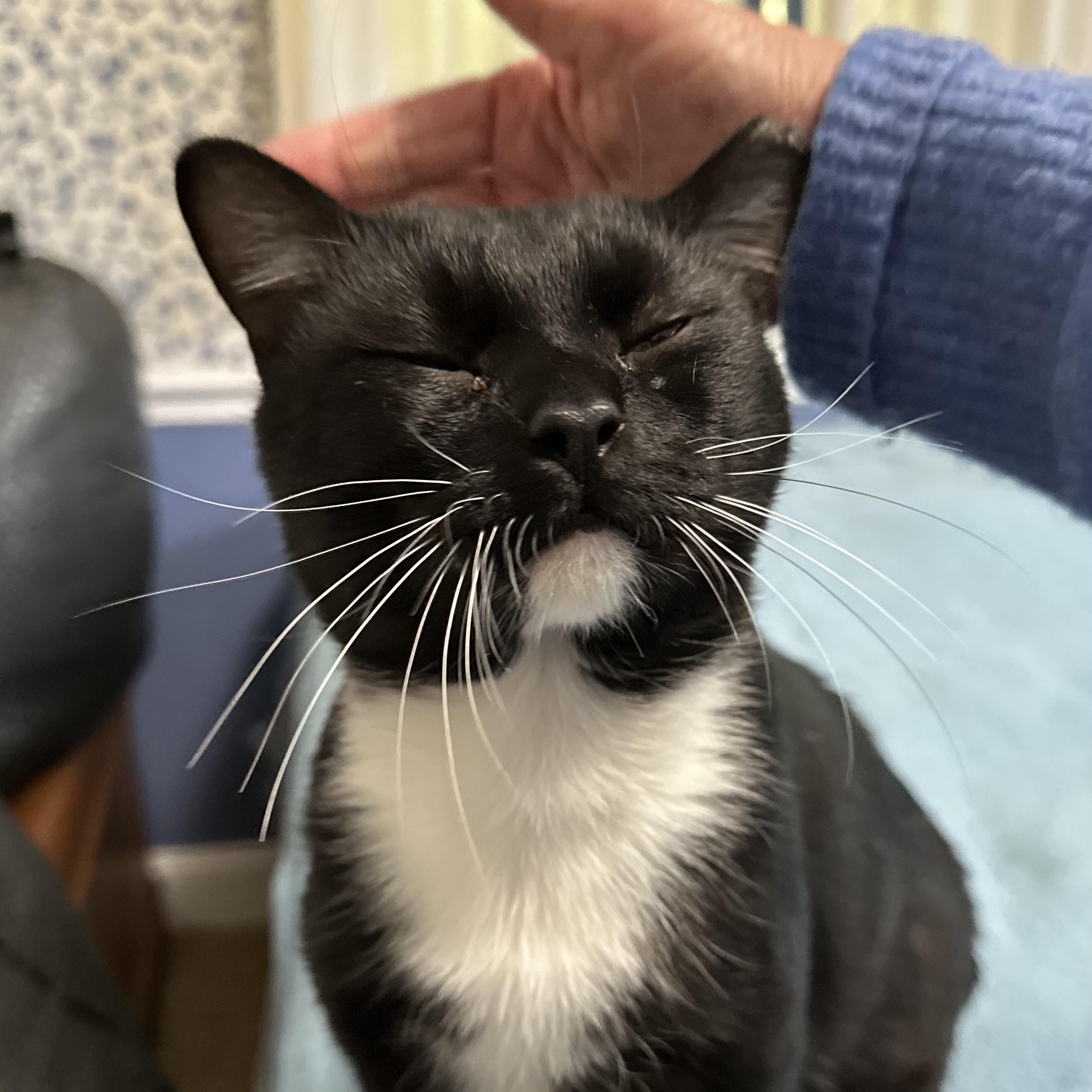 Socks, a Adoptable American Shorthair image 3/5