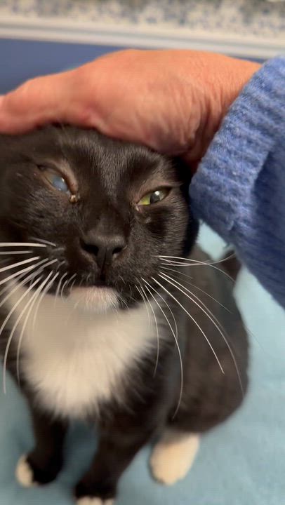 Enlarge Socks, a Adoptable American Shorthair video 4/5