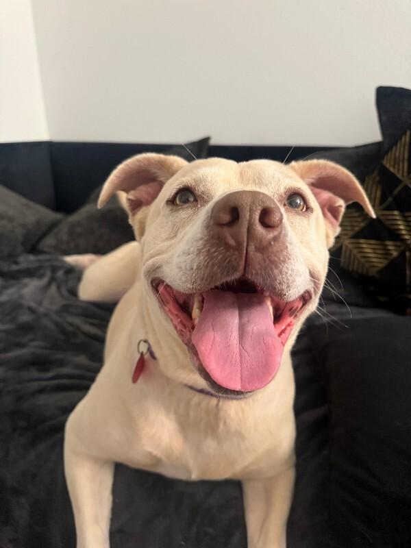 Daisy the happy Family lab — thumbnail 2