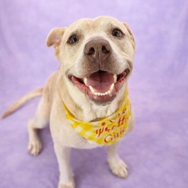 Daisy the happy Family lab — thumbnail 3