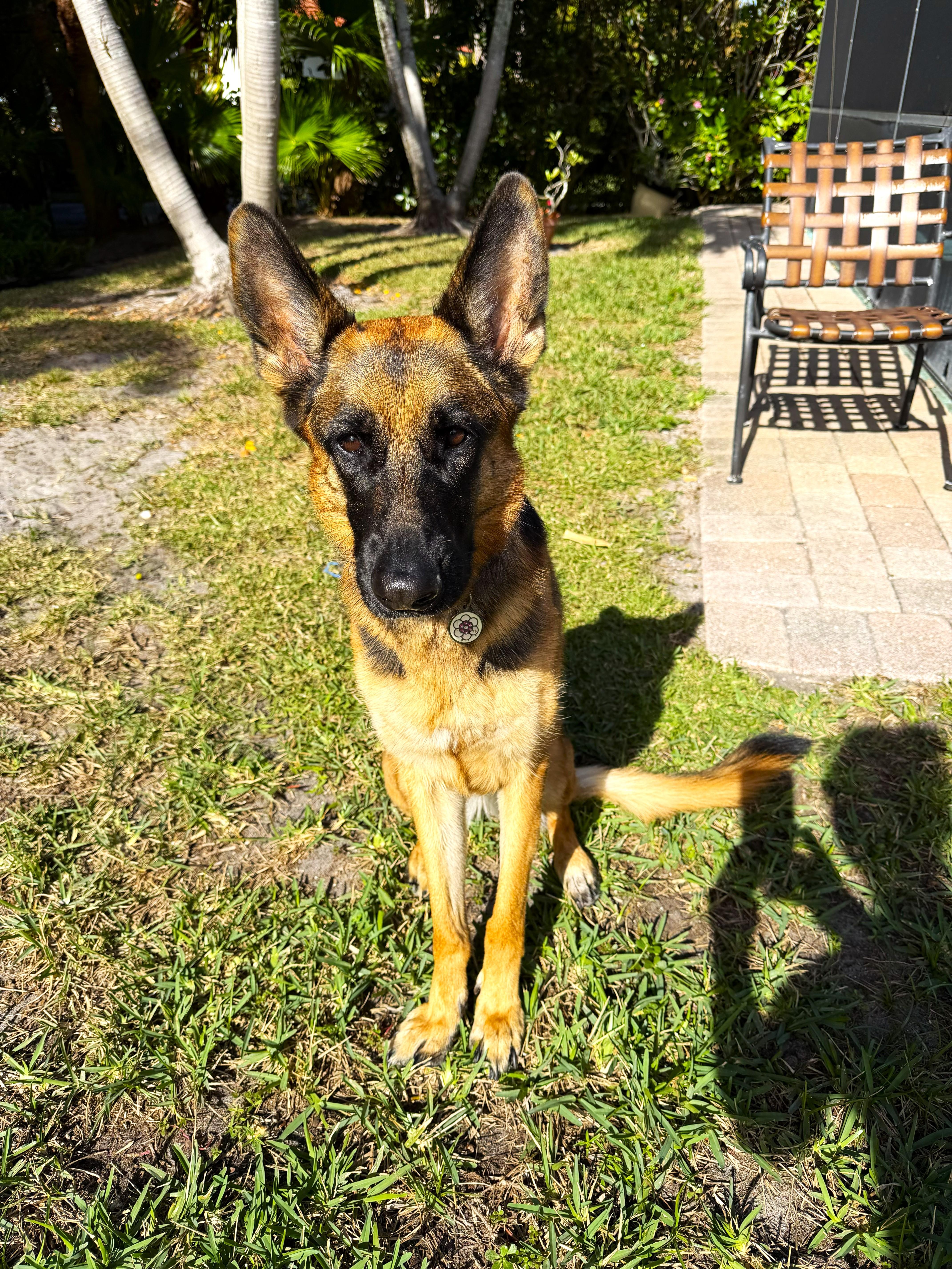 Enlarge Luci & Maggie, a ADOPTABLE mixed breed in Margate, FL image 3/4