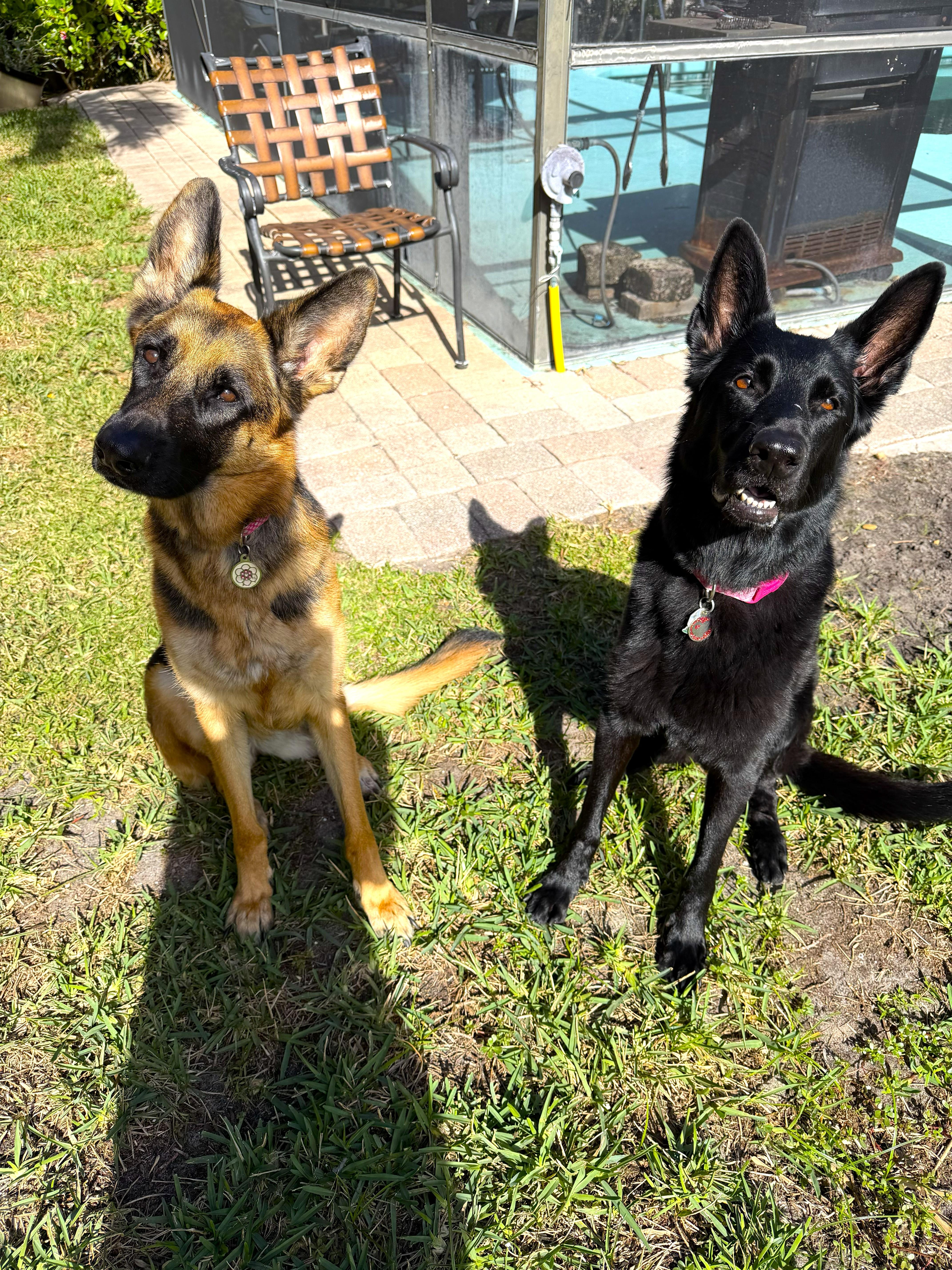 🐾 A Bond That Can’t Be Broken: Meet Luci & Maggie 🐾, ADOPTABLE, Adult Female German Shepherd Dog & Shepherd.