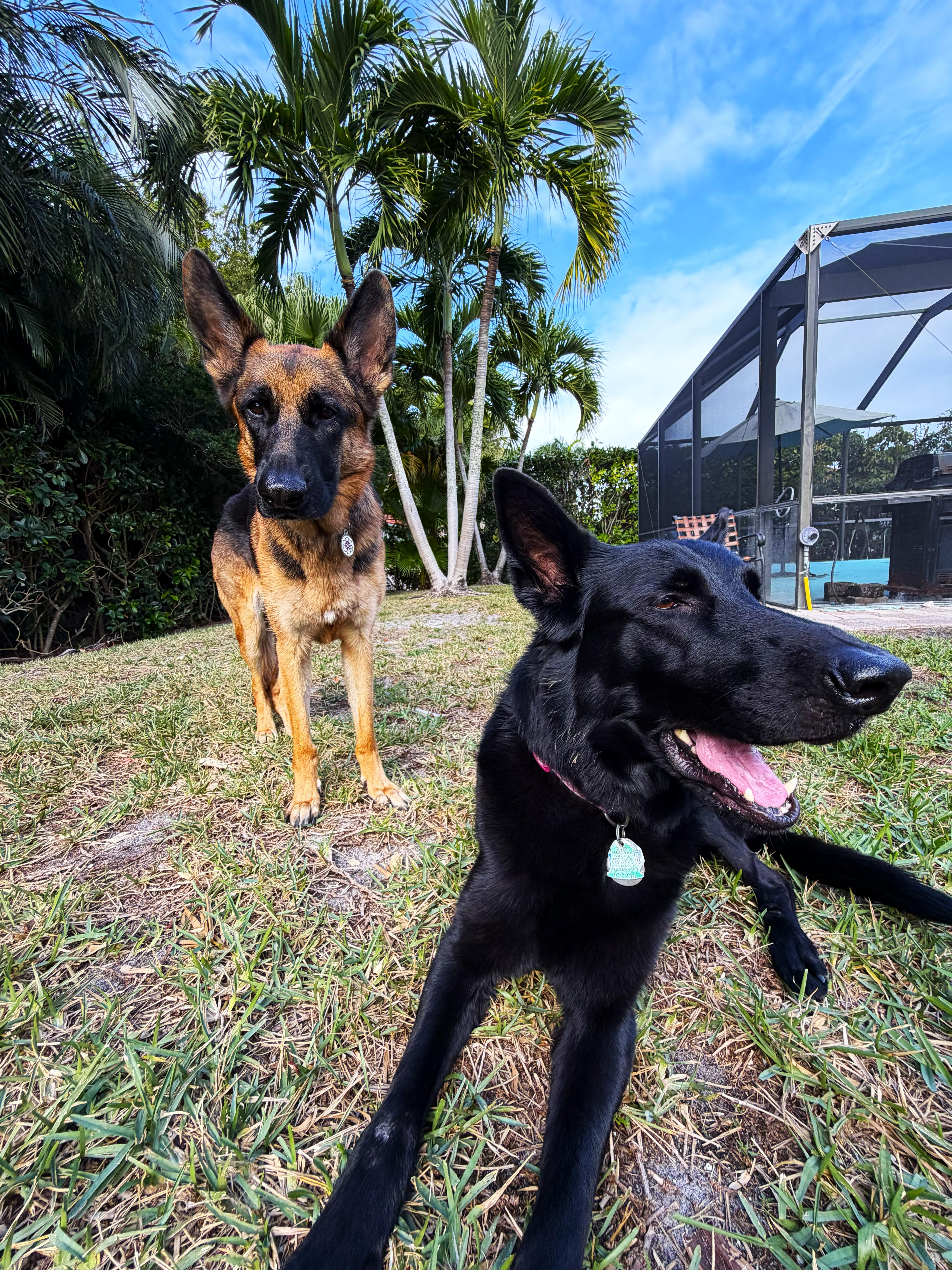 Enlarge Luci & Maggie, a ADOPTABLE mixed breed in Margate, FL image 4/4