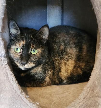 Enlarge Reba, a Adopted mixed breed in Fairfield, IA image 1/1