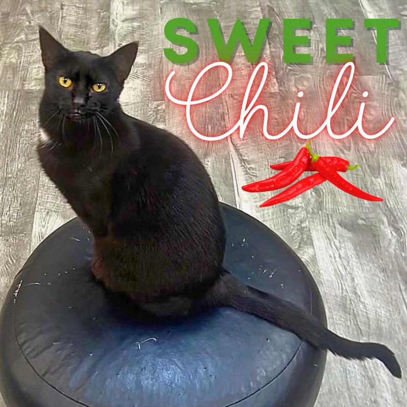 Chili @ Fat Cat Cafe, a Adoptable Domestic Short Hair in Tallahassee, FL image 1/4